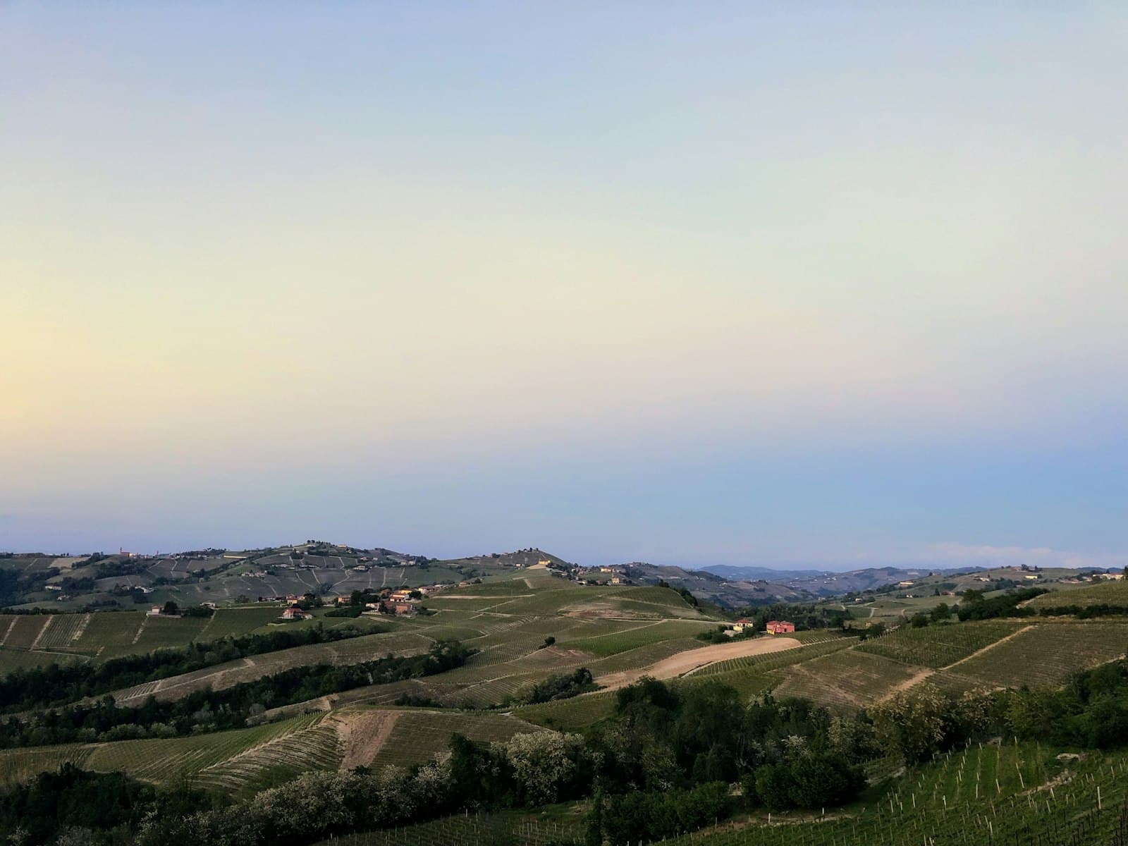Colline coltivate a vigna sotto un cielo chiaro, al tramonto