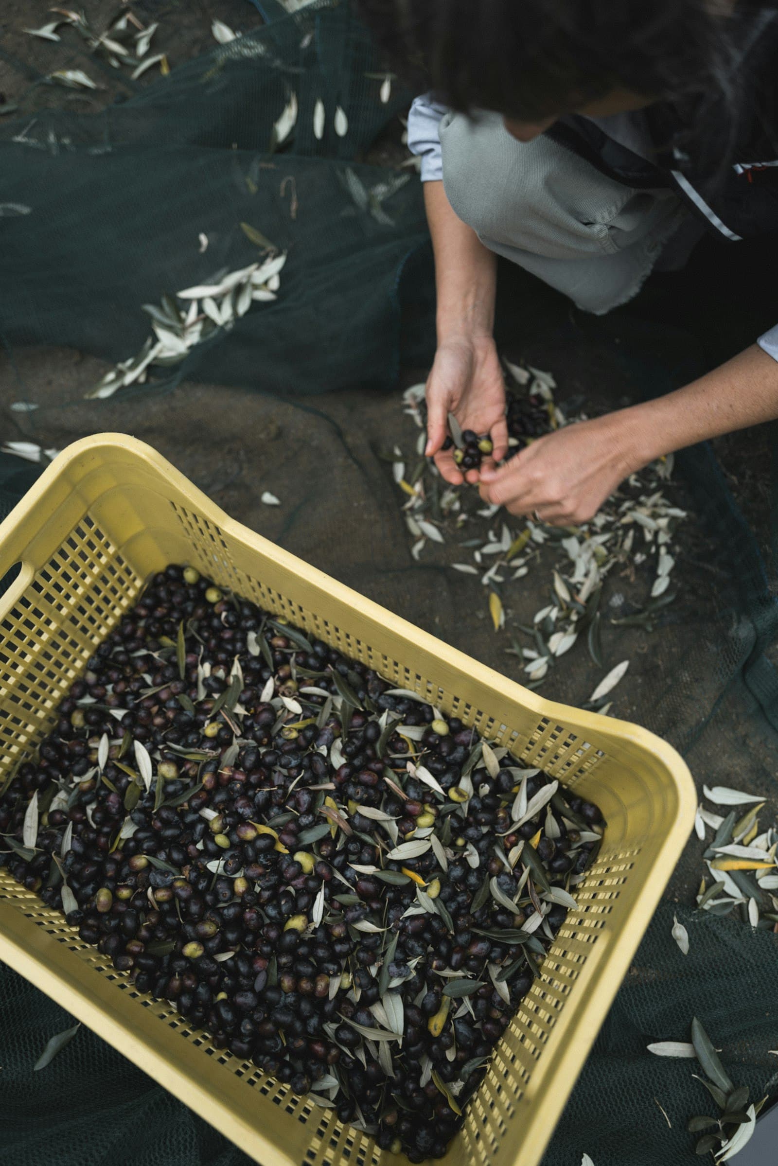 Mani che separano le olive appena raccolte su una rete